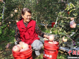 山西闻喜：苹果产业向“冷”求强 延链强链助乡村振兴